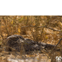 گونه شبگرد بلوچی Sykes Nightjar